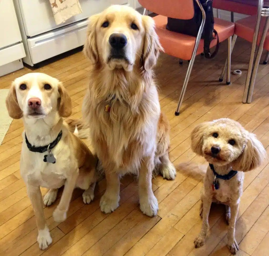 How Many Dog Breeds are There? Dog Product Picker
