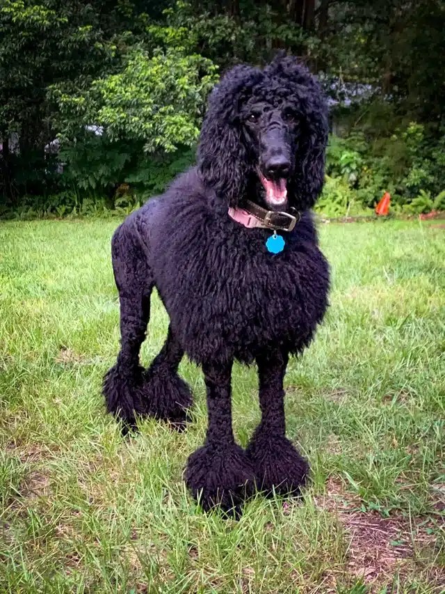 How Much Does A Poodle Cost Per Year