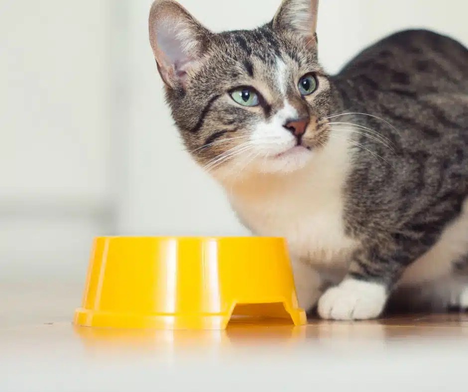 Can Cats Eat Bacon? Dog Product Picker
