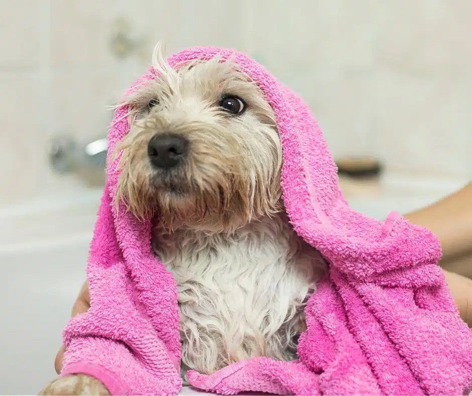 10 Best Human Shampoo For Dogs Dog Product Picker