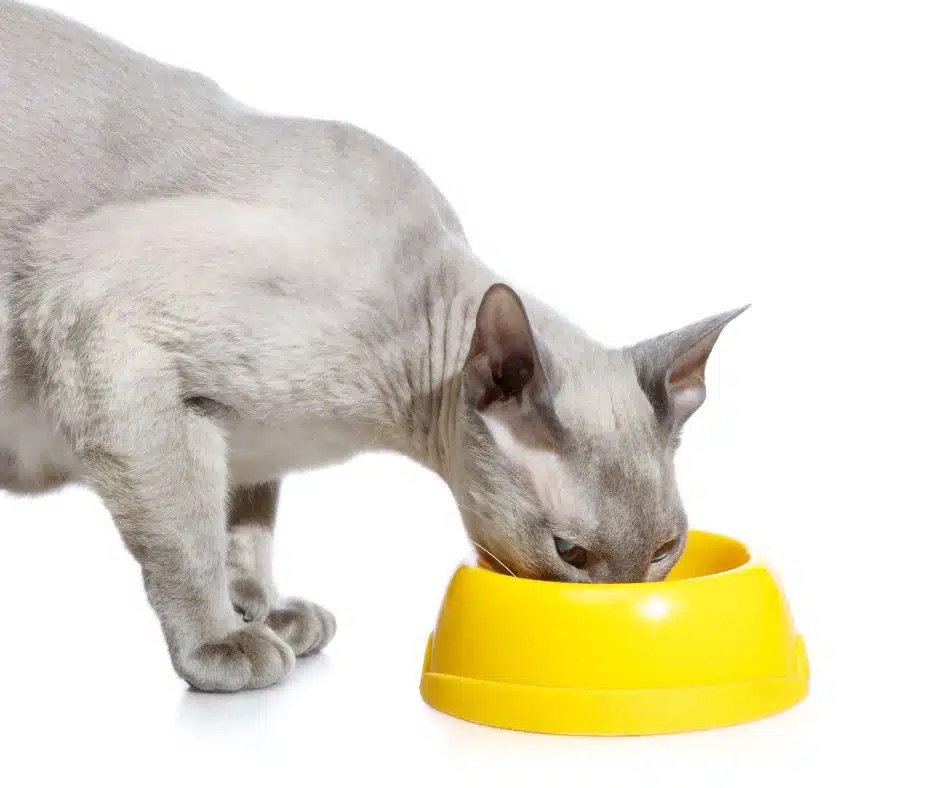 Can Cats Eat Butter? Dog Product Picker