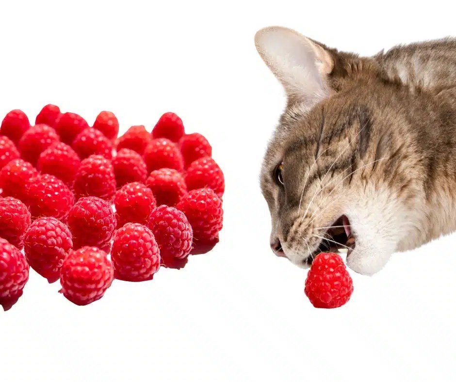 Cat Cats Eat Raspberries? Dog Product Picker