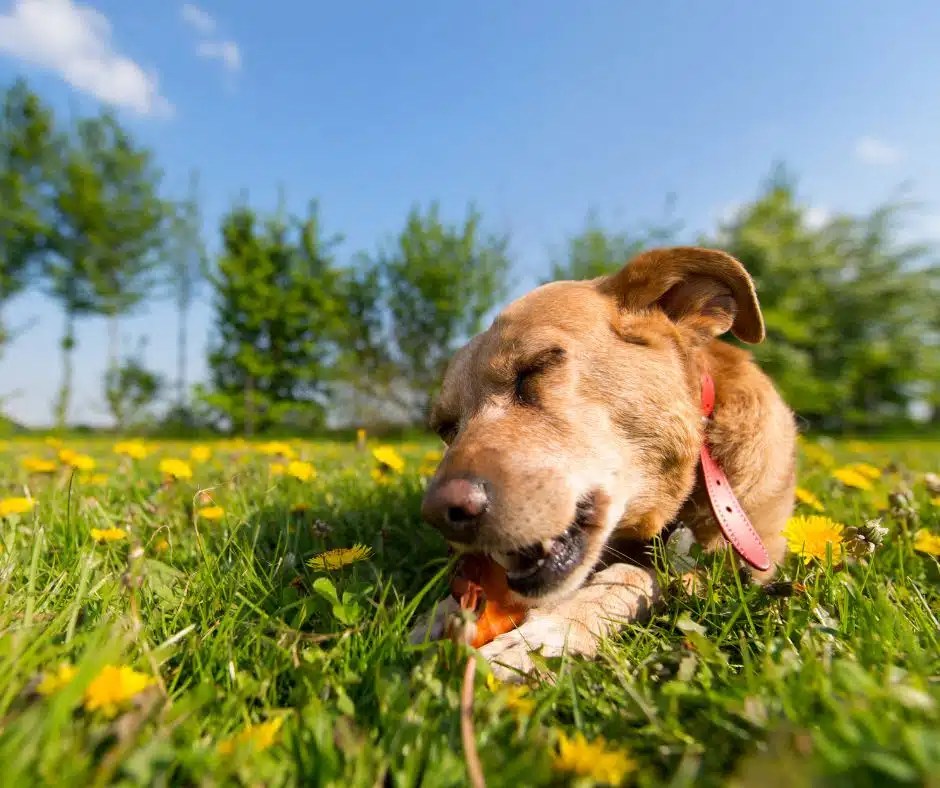 10 Best Things For Dogs To Chew On Dog Product Picker