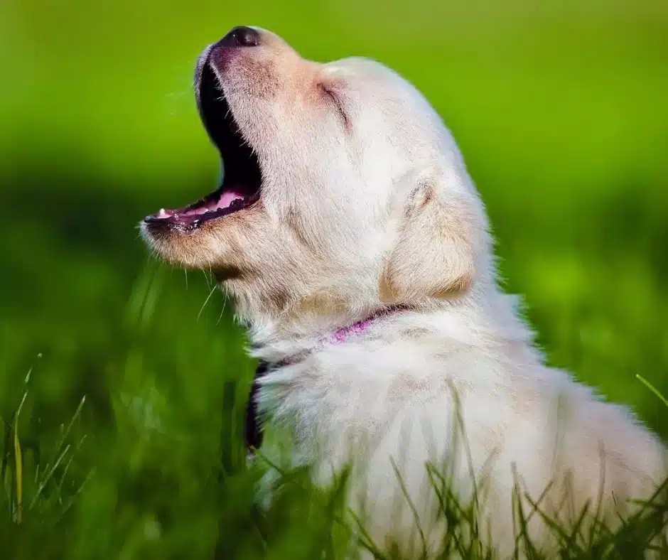 How To Train A Puppy To Stop Barking? Dog Product Picker