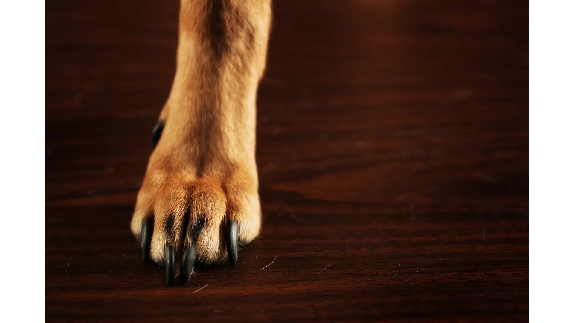 What Breed Of Dog Has Dewclaws On Hind Legs? Dog Product Picker