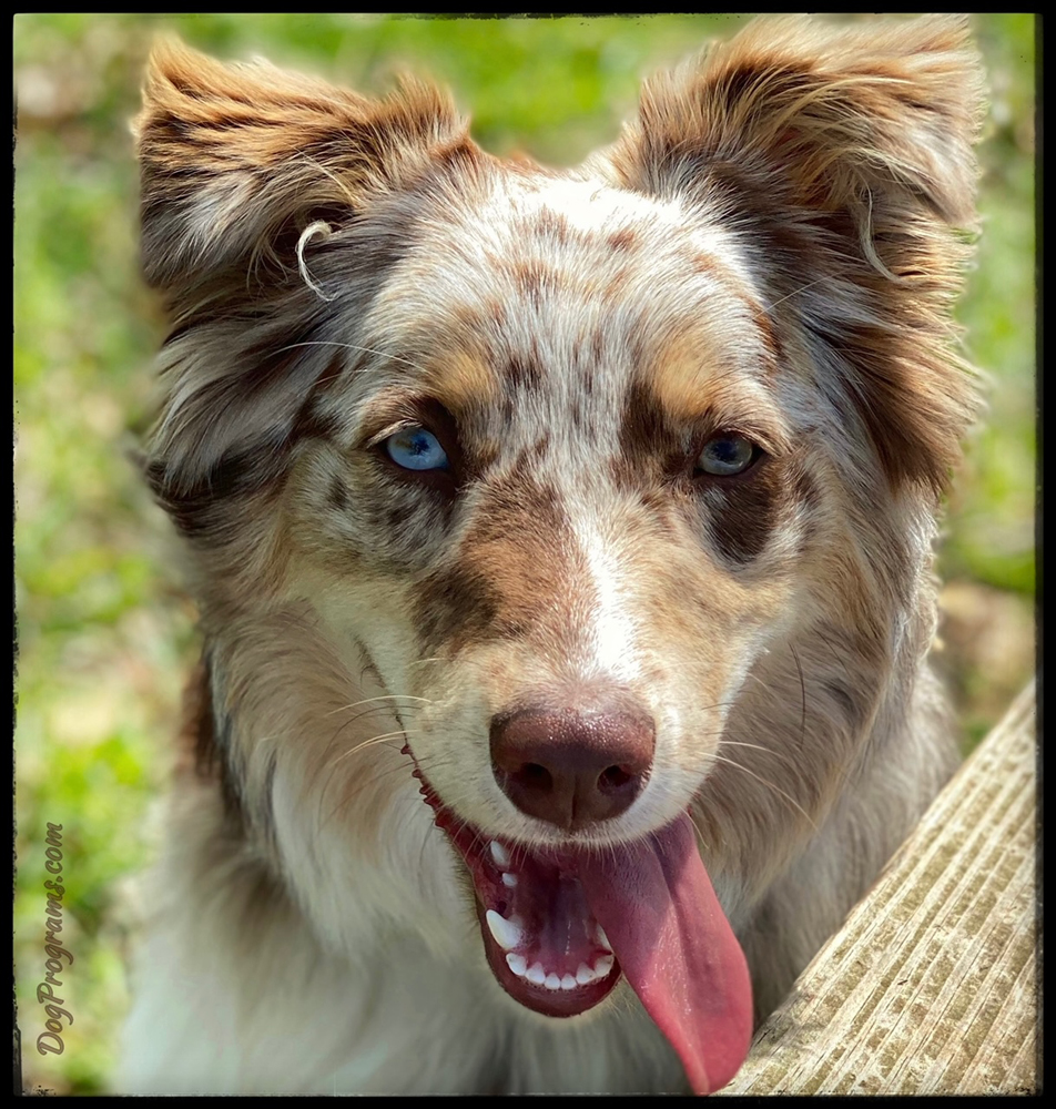 Looking for Dog Training in Oklahoma? Board and Train Program for dogs