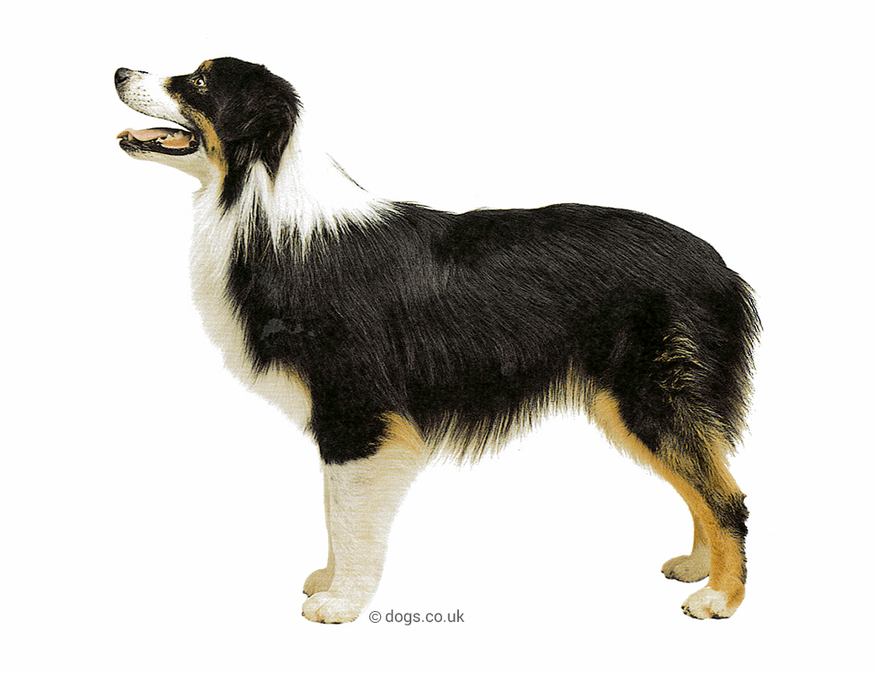 Australian Shepherd Breed & Care Guides, Stats & Shop Dogs.co.uk