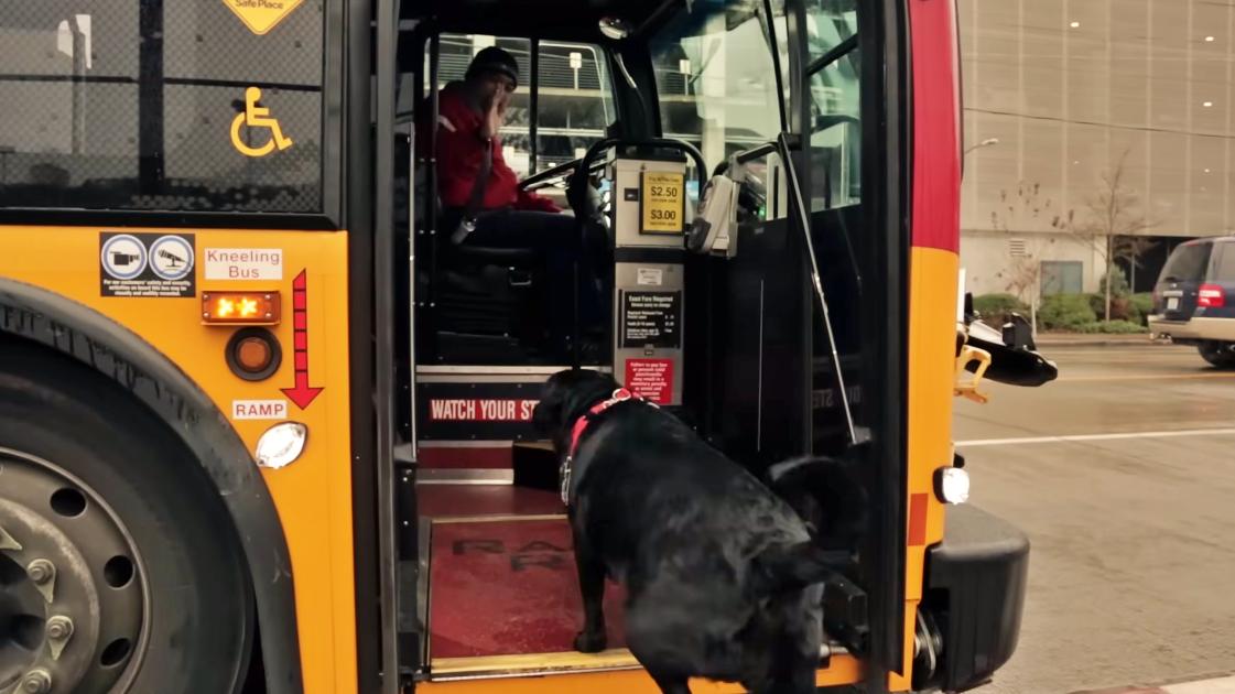 Eclipse The Seattle BusRiding Dog Has Crossed The Rainbow Bridge