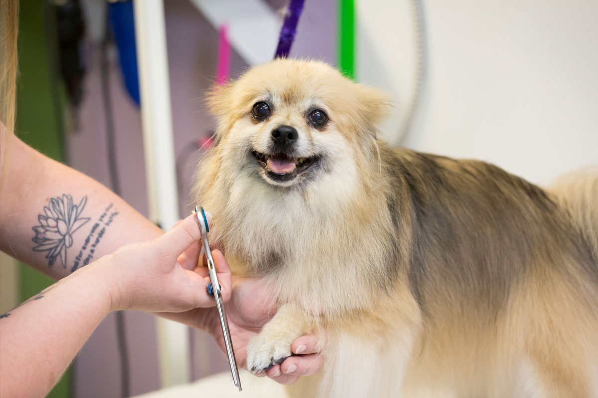 Dog Savvy Dog Boutique & Spa in Downtown Denver, Colorado