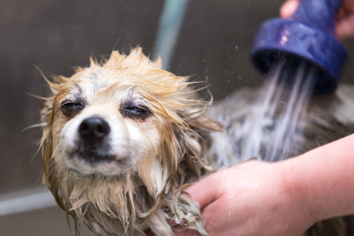 Dog Savvy Dog Boutique & Spa in Downtown Denver, Colorado