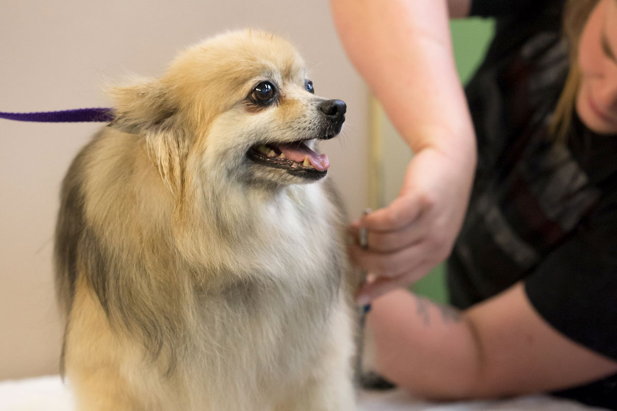 Dog Savvy Dog Boutique & Spa in Downtown Denver, Colorado