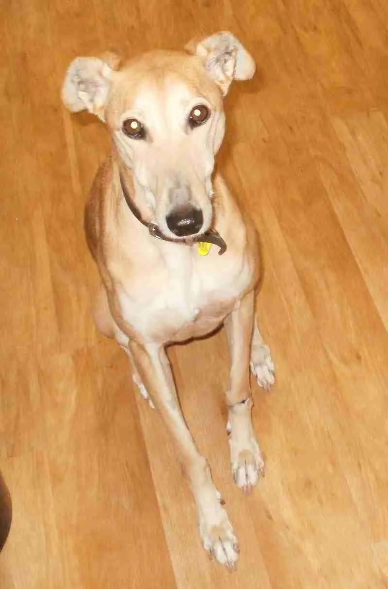Patience 3 year old female Whippet cross Saluki dog for