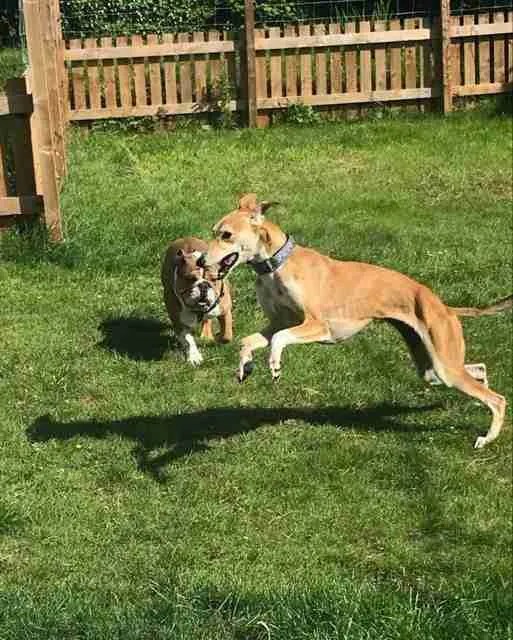 Evesham Greyhound and Lurcher Rescue Dogs for Adoption