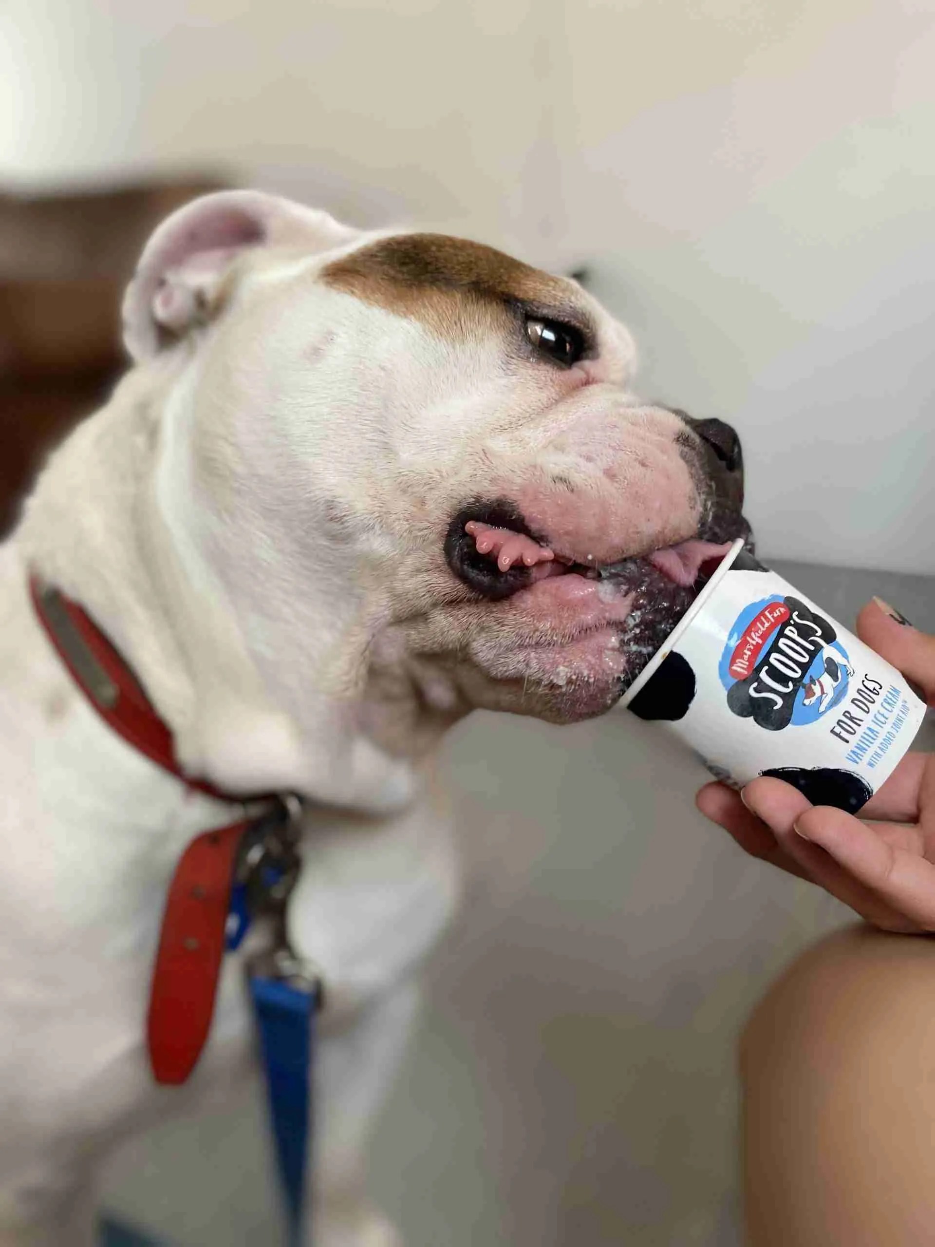 Big Doug 3 year old male Bulldog available for adoption