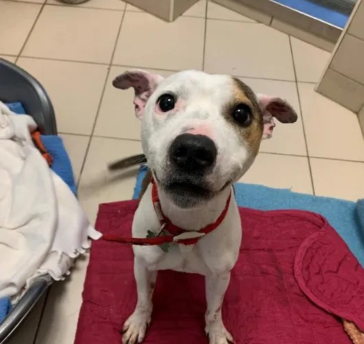 House Trained Dogs for Adoption Dogs for Adoption