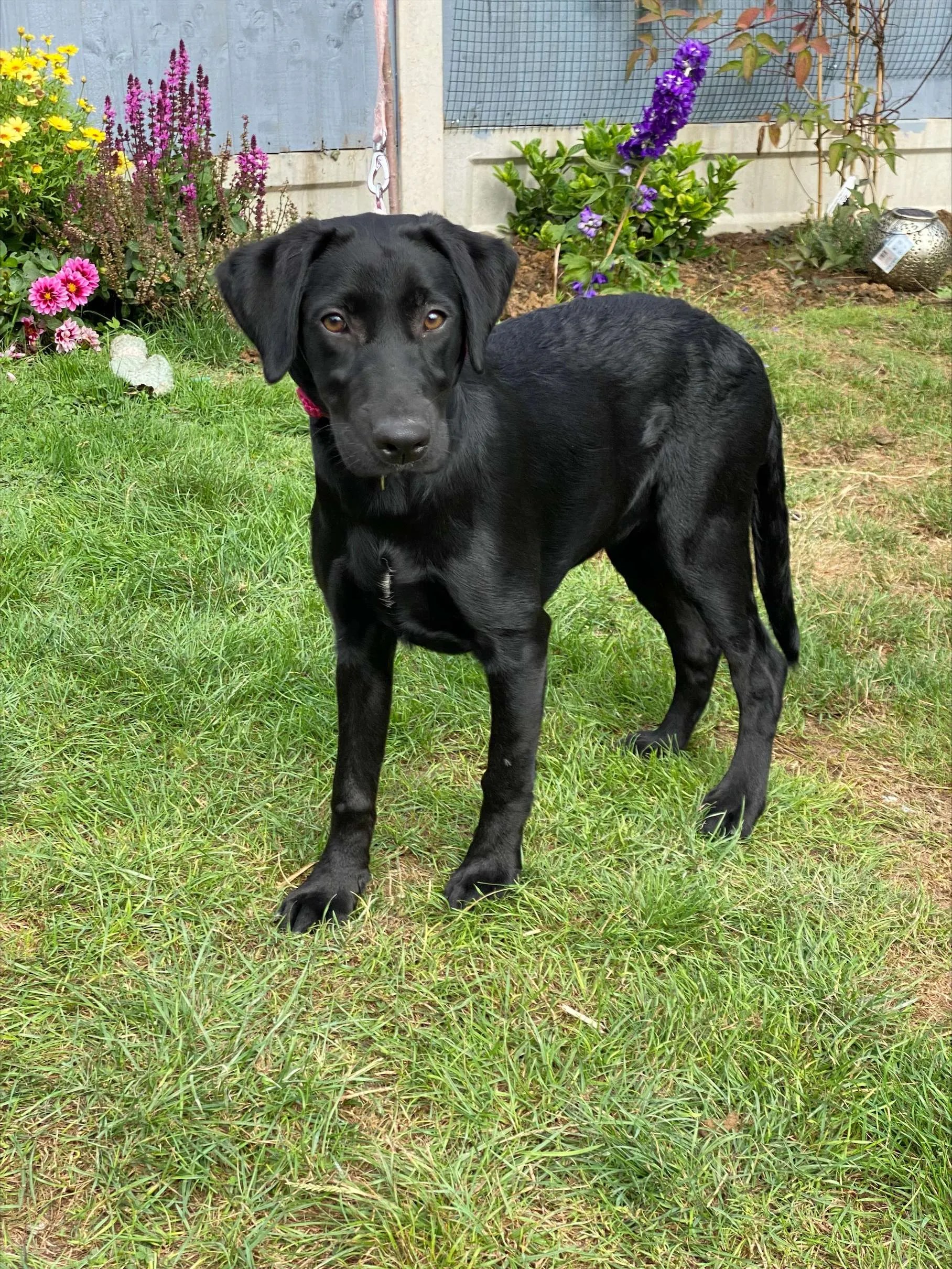 Violet 5 month old female Labrador available for adoption