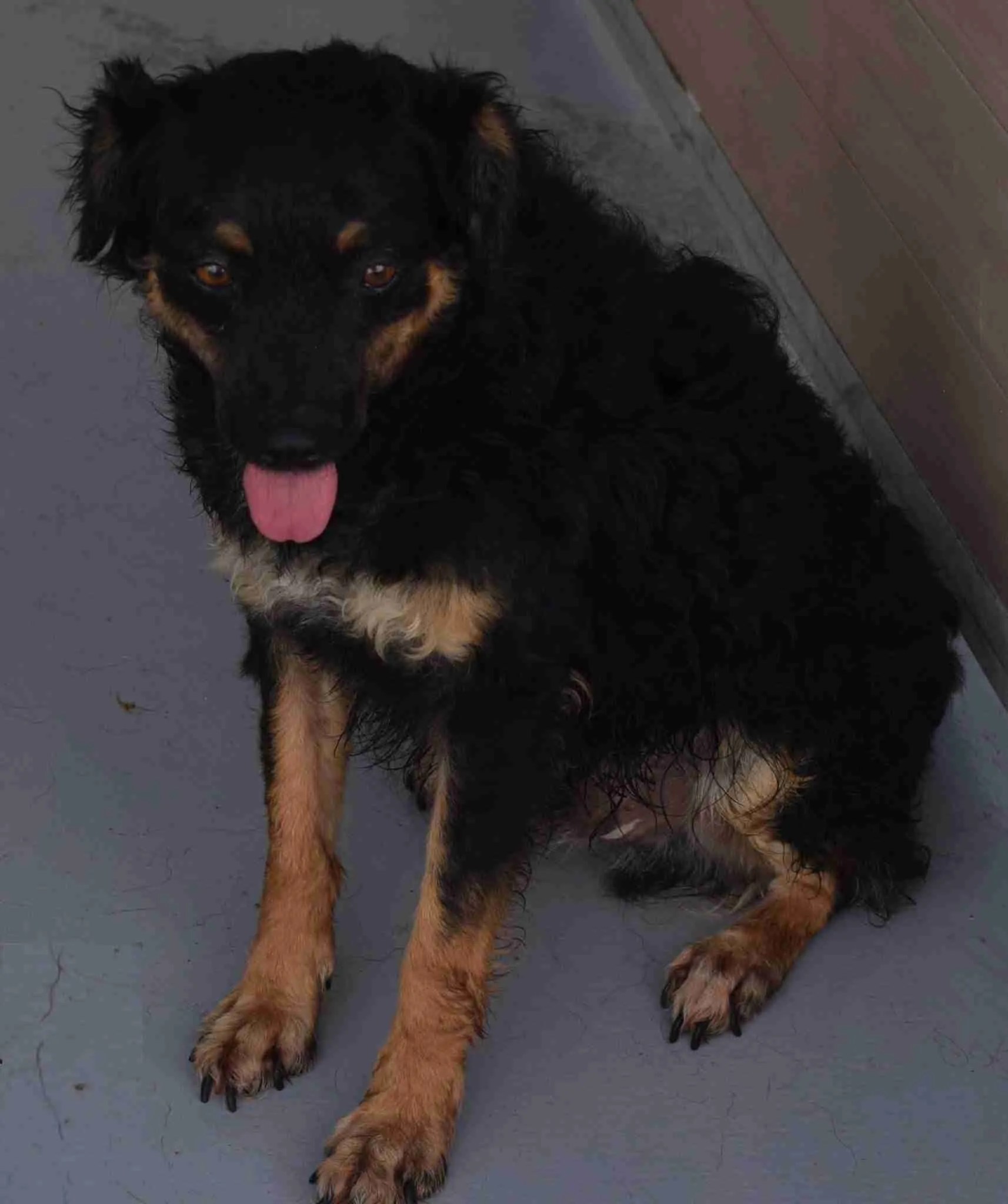 Galgo 3 year old male CrossBreed