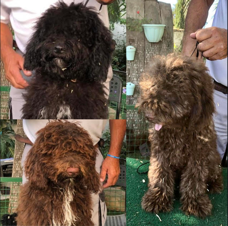 Lady, Rocco and Fudge 5 month old female and male Spanish Water Dogs