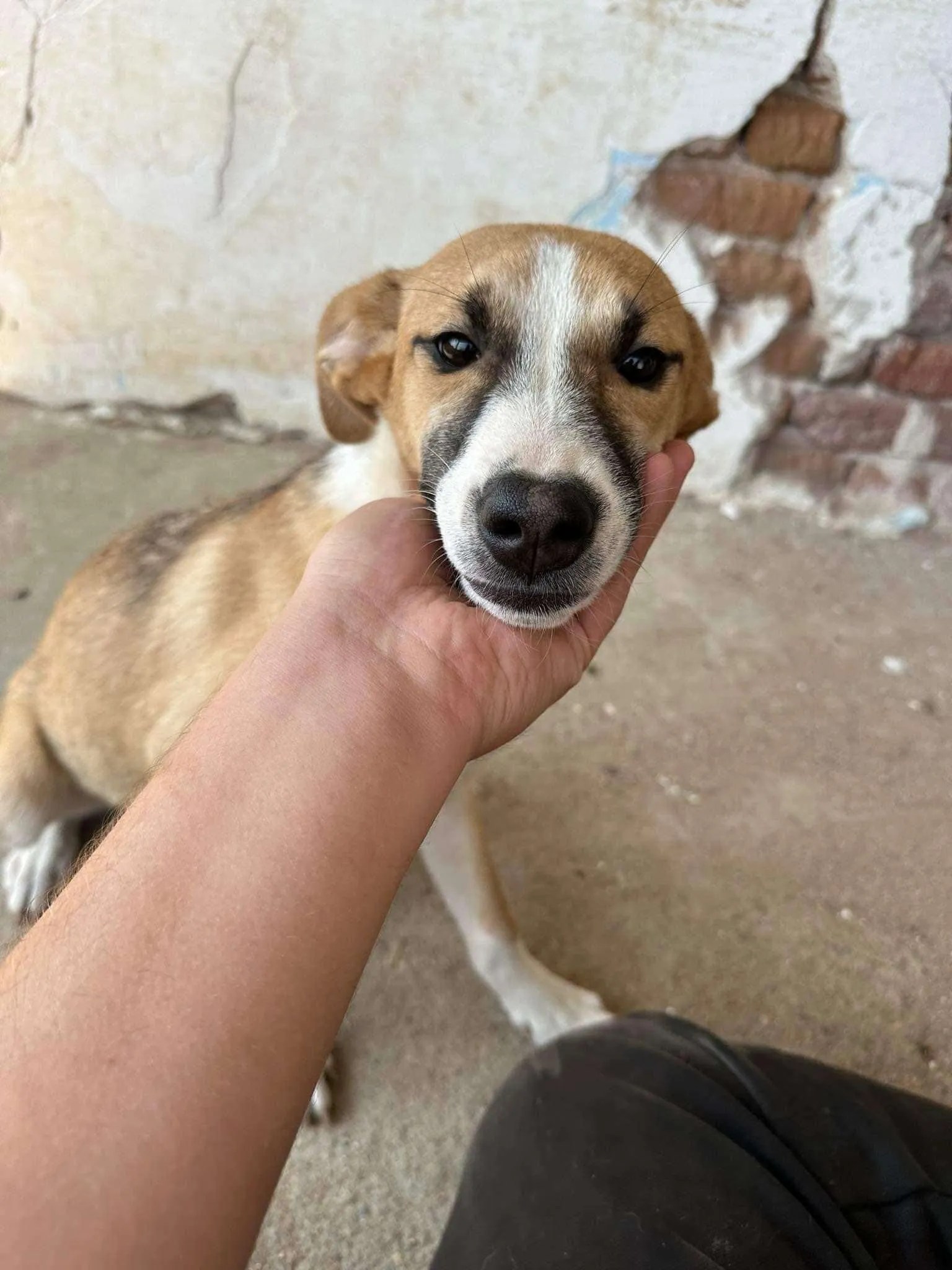 Yasmin 6 month old female CrossBreed available for adoption