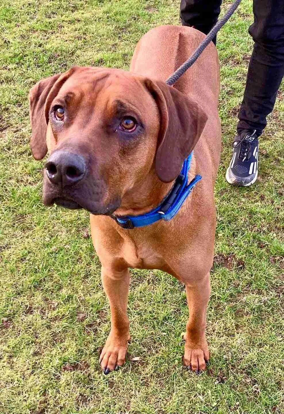 Loki 17 month old male Rhodesian Ridgeback available for adoption