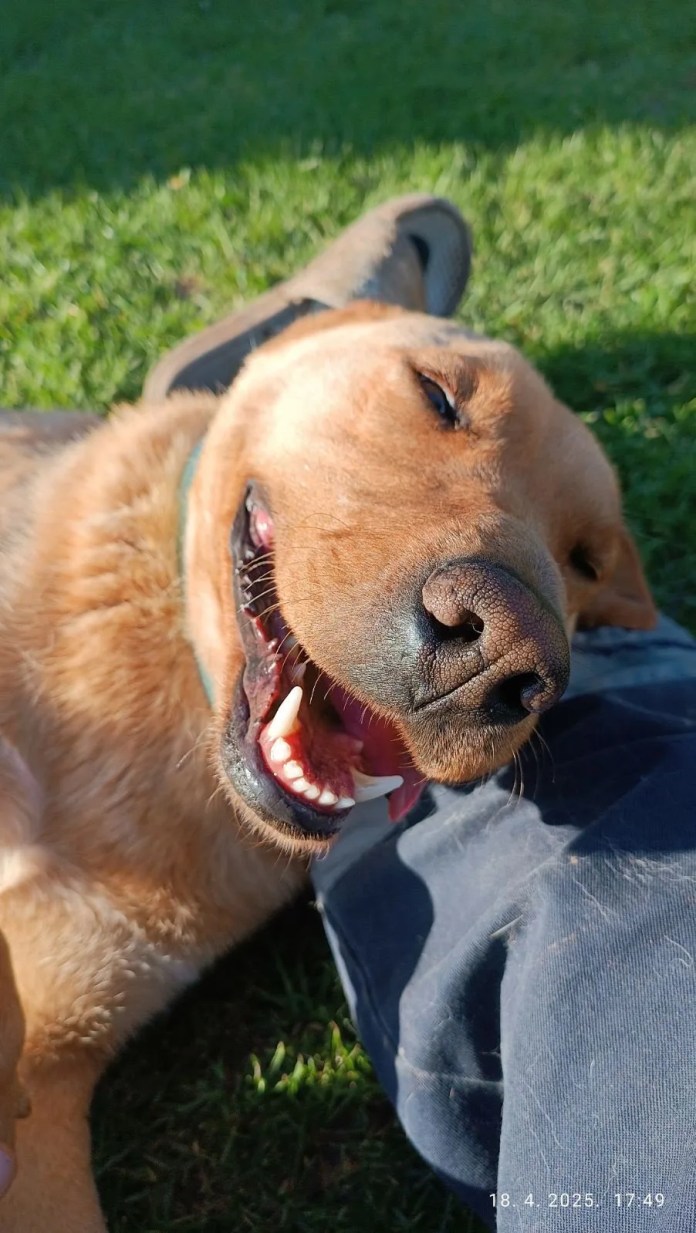 4 12 months previous male Labrador Retriever Cross obtainable for adoption