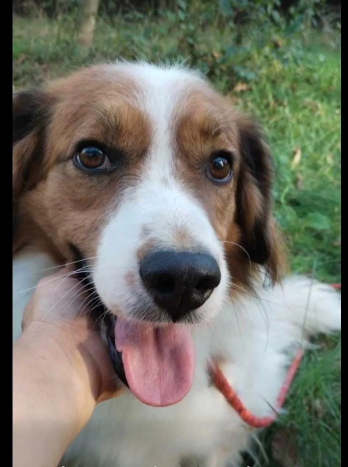 4 12 months previous male Collie Cross out there for adoption