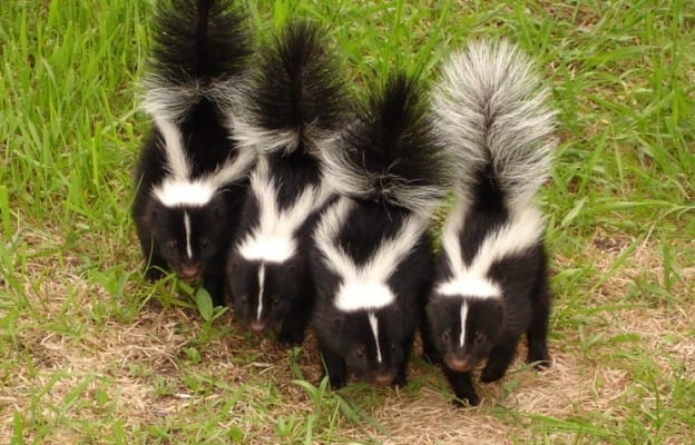 How to Get Rid of Skunk Smell on Dog Face, Breath, Home