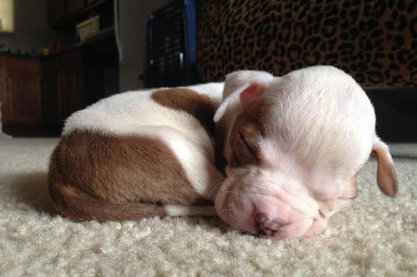 Hydrocephalus in Dogs, Classification, Causes, Diagnosis, Treatment