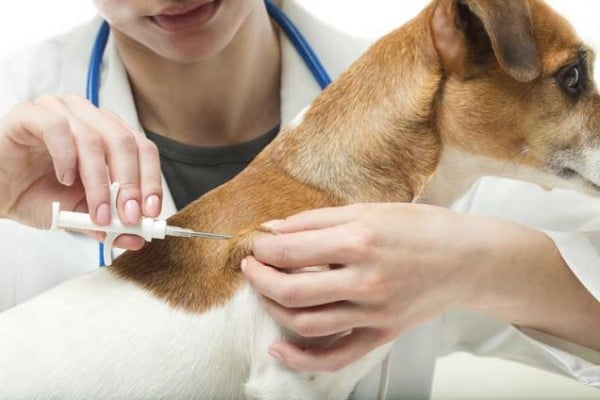 Dog Microchipping Law, Database, Cost and Side Effects, Dogs, Cats, Pets