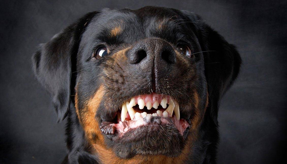 Best Dog Training Boot Camp Los Angeles and SoCal Territory