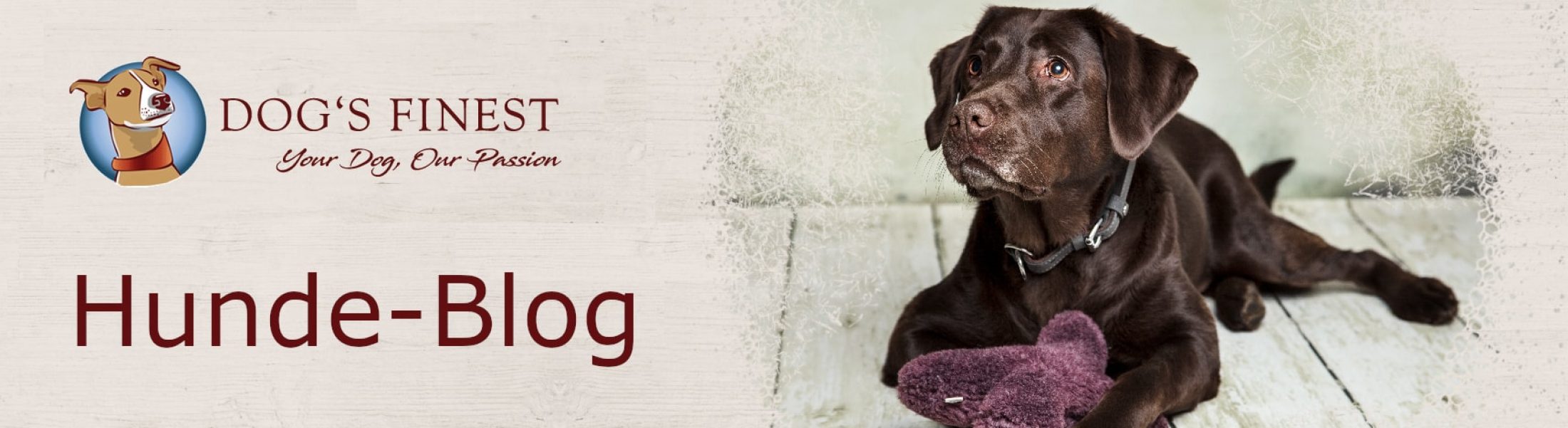 Omas Hausmittel gegen Juckreiz beim Hund HundeBlog