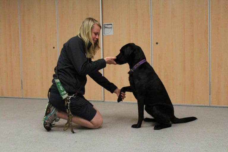 How to teach your dog 'paw' Dogs for Good