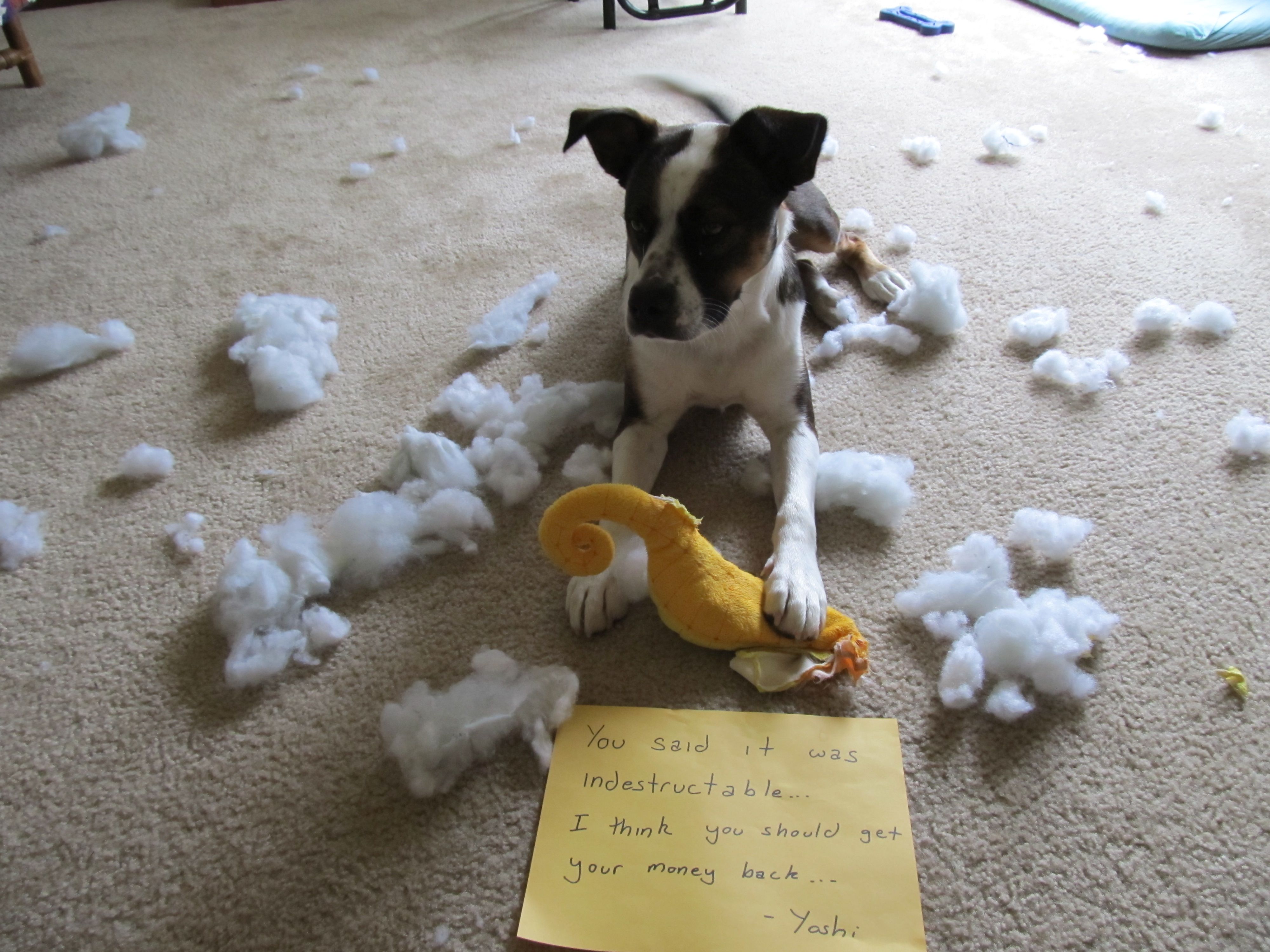 I Eat Tuff Toys Dogshaming