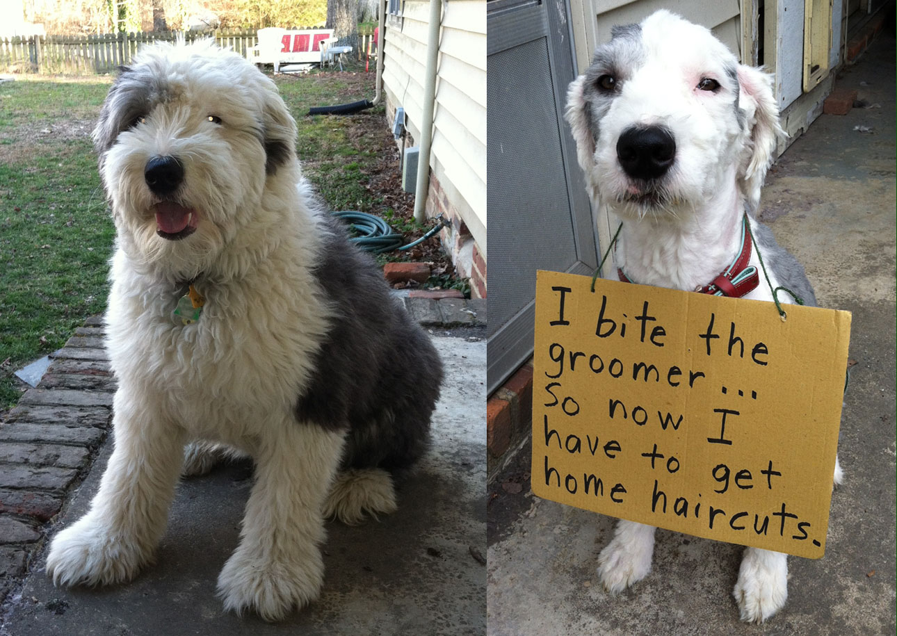 I bite the groomer Dogshaming