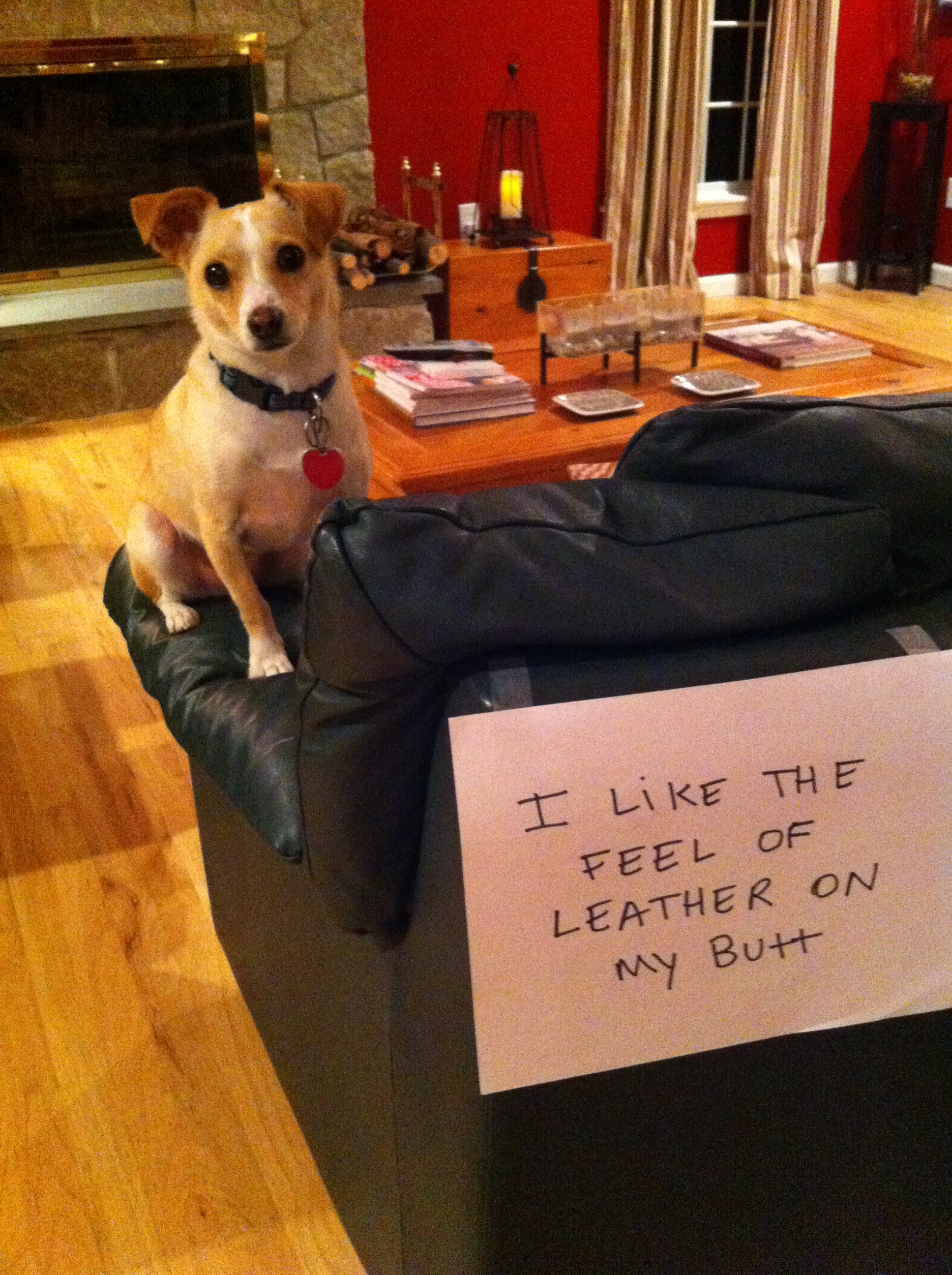 Louie likes your couch a little too much Dogshaming