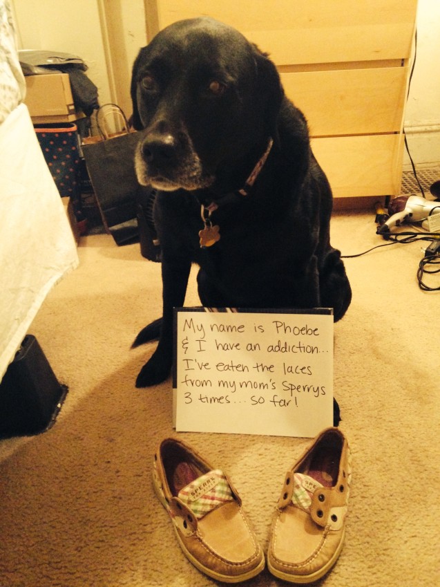 Phoebe the shoelace lovin' dog Dogshaming