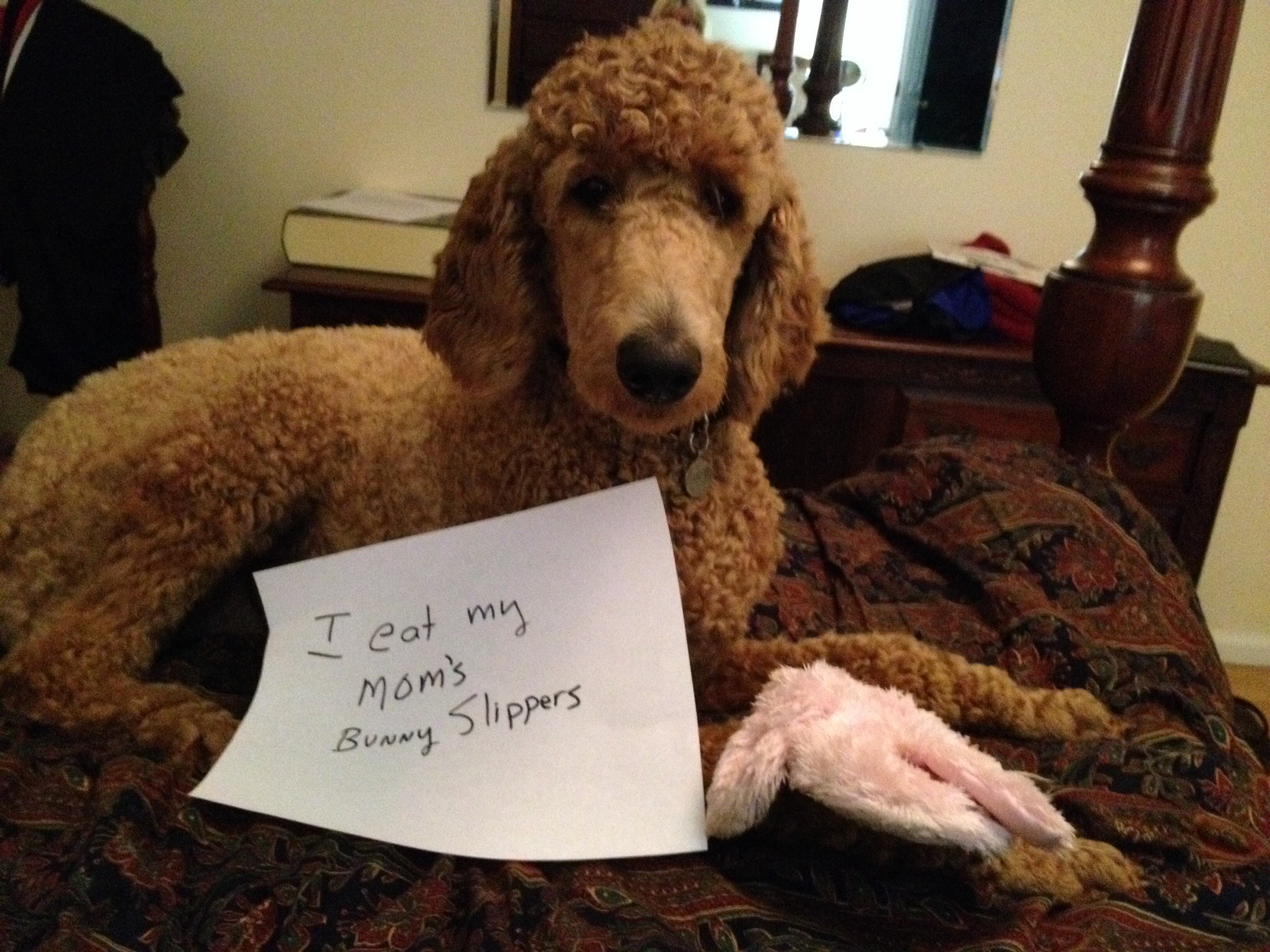 I will love him and squeeze him and call him Dogshaming(014)
