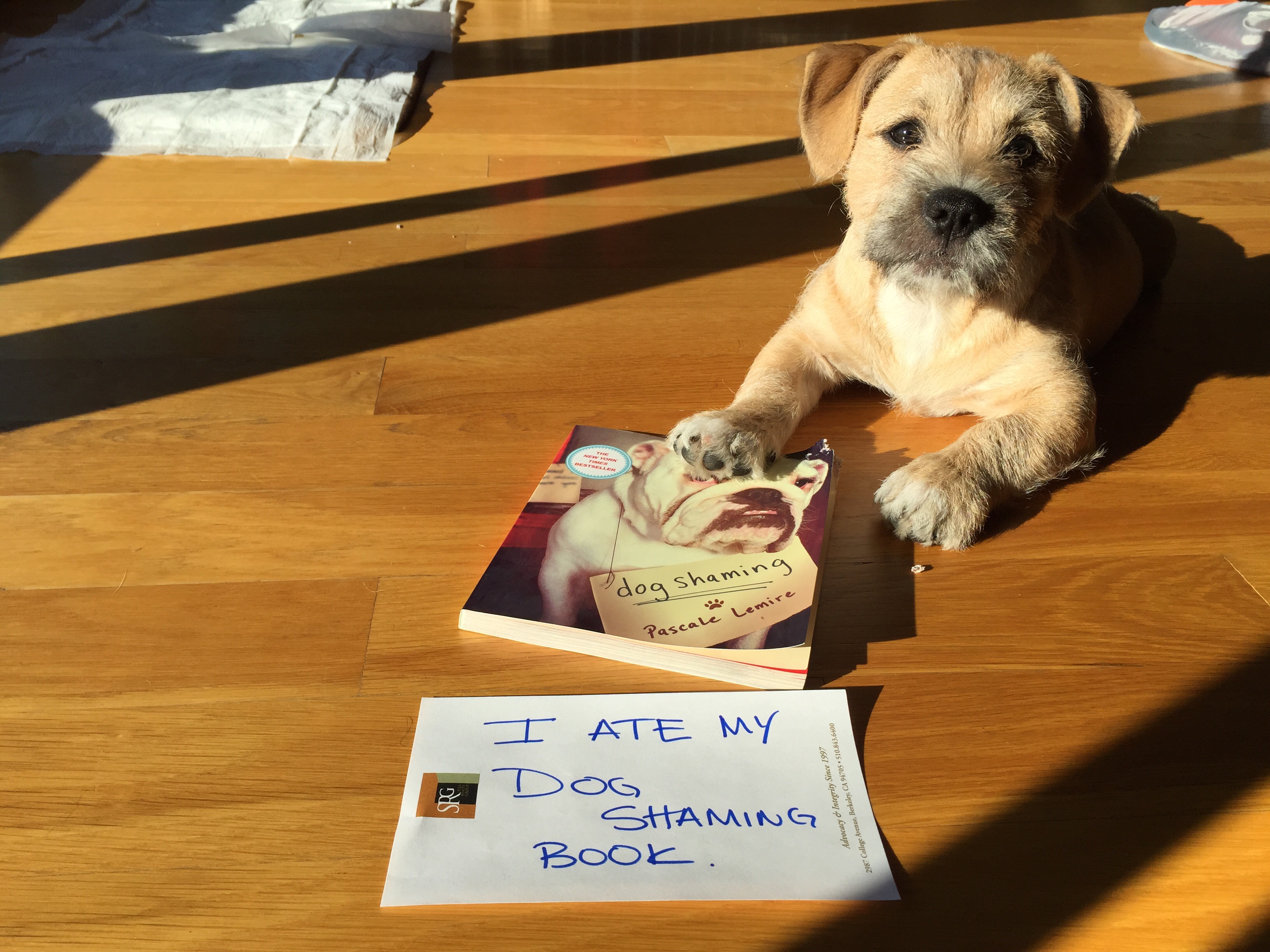 I Ate My Dog Shaming Book Dogshaming