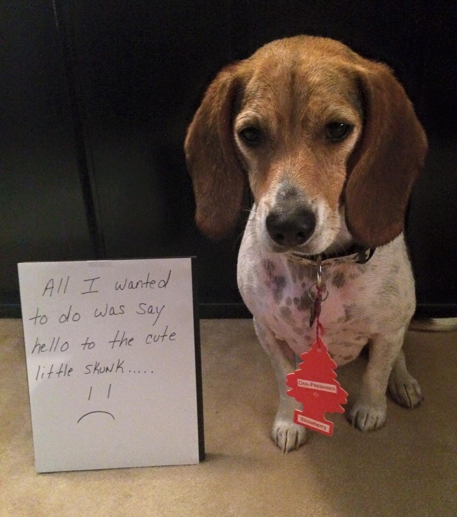 Beaglad you have an air freshener! Dogshaming