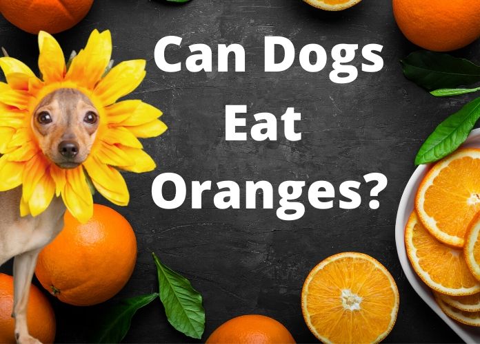 60 Best Images Can Cats Eat Mandarin Oranges Know 2 How