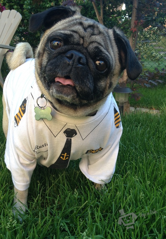 Pug Patrol Dogs In Duds