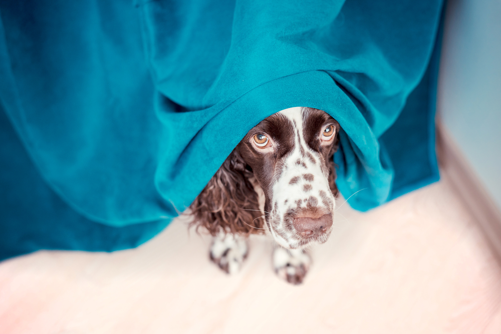 Common Dog Behavior Issues and How to Treat Them Dogsintl