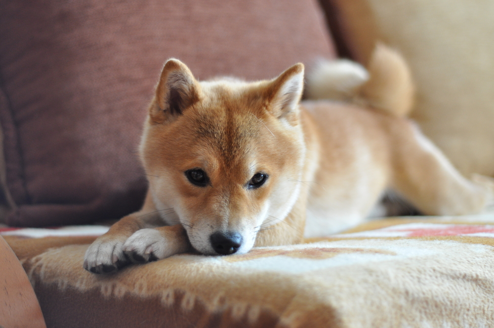 Mini Shiba Inu The Complete Guide Dogsintl