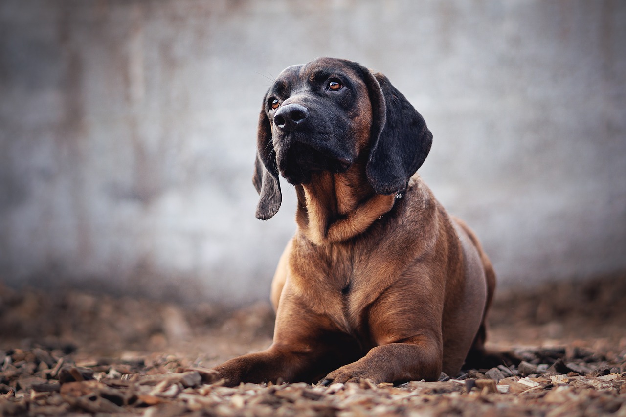 Bloodhound Lab Mix A Detailed Guide Dogsintl