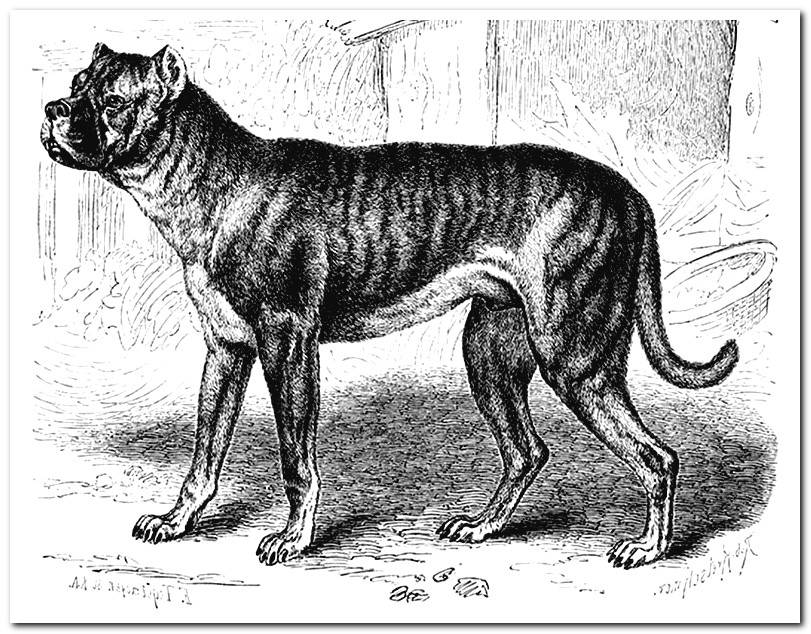 Extinct dog breeds history, photos and characteristics Dogsis