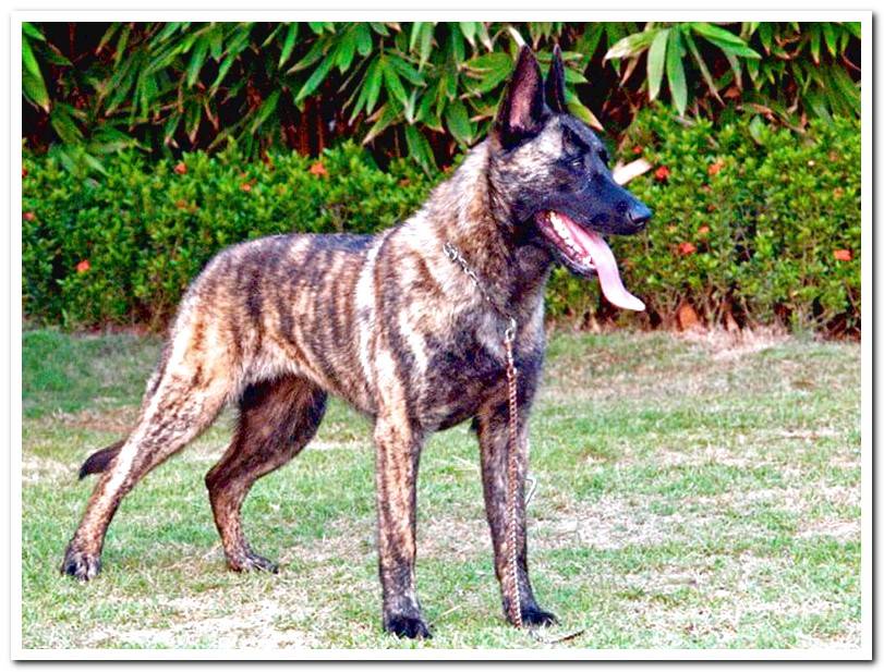 The Dutch Shepherd Complete Guide to the breed Dogsis