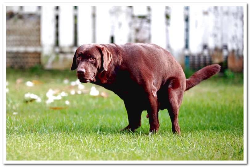 Treatments for perineal hernia in dogs Dogsis