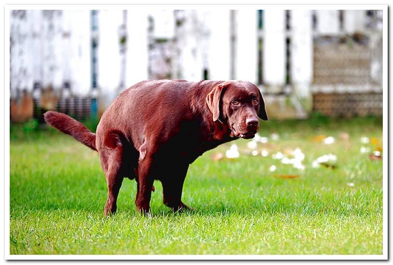 Symptoms of poisoning in dogs This is how you should act! Dogsis