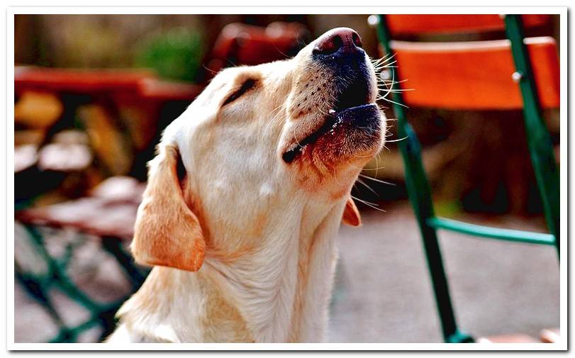 Why do the dogs howl? Discover the surprising reasons Dogsis