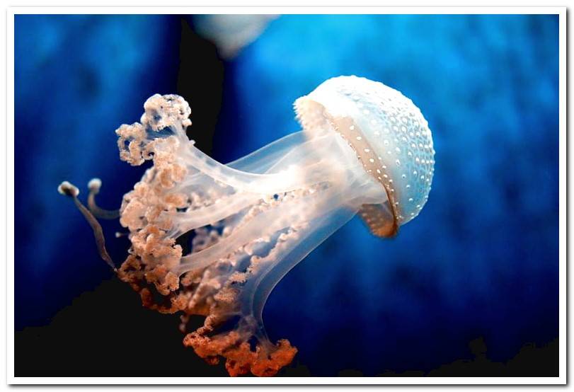 What to do if my dog is stung by a jellyfish? Dogsis